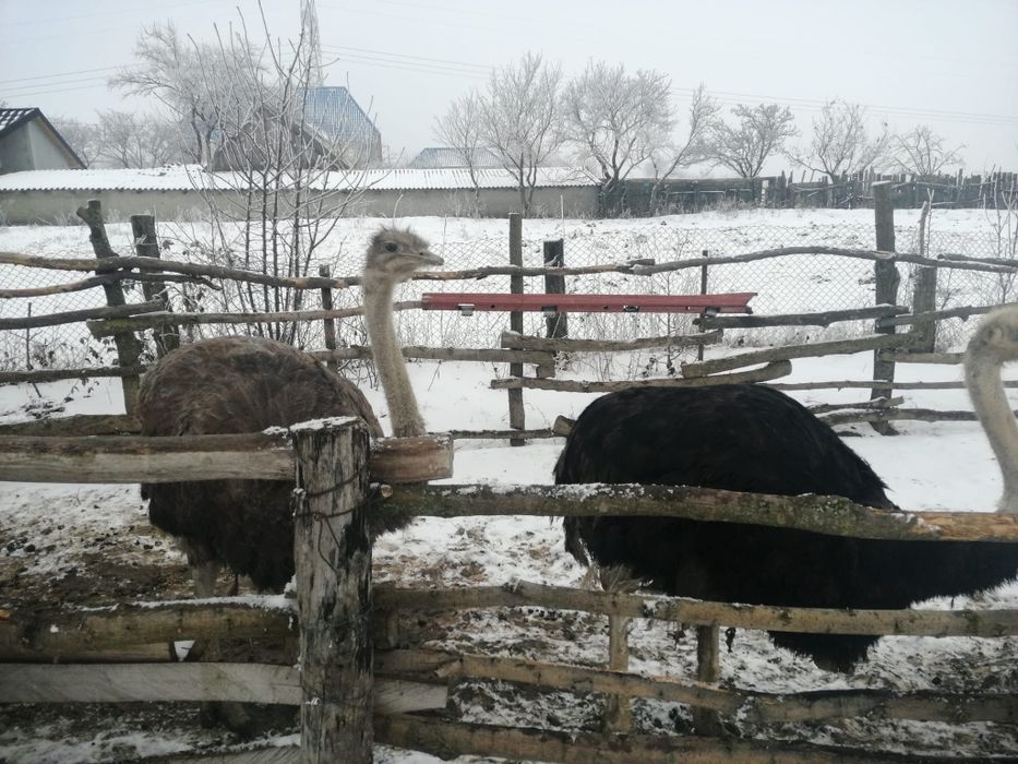 Vand struți africani