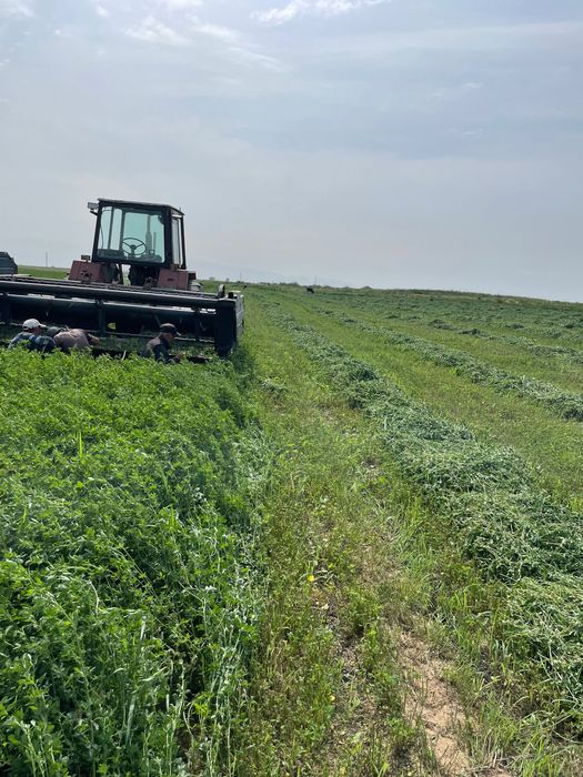 Beda pres sotiladi… Toshkent viloyati Boka tumani