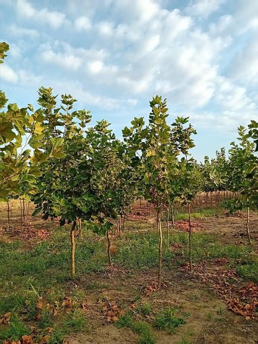 Copaci foiose plante ornamentale