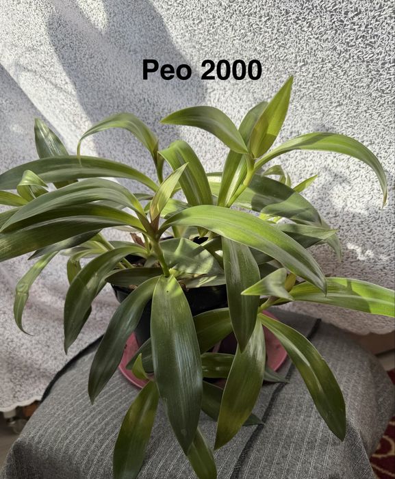 Комнатные цветы продаю от 200