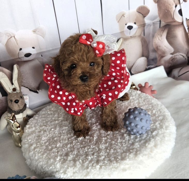 Пудел той /Poodle toy с родословие