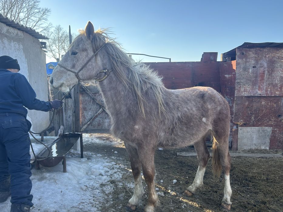 Құнан сатылады. Айғырлыққа, ірі, першерон тұқымы