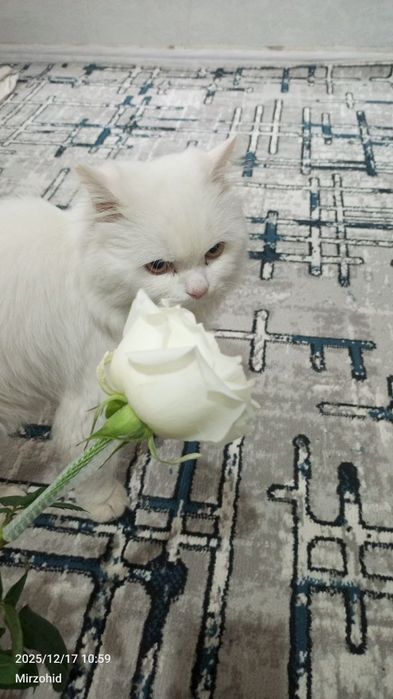 Shotlan oq heyland mushuk sotiladi