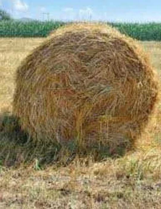 Vand baloti rotunzi si dreptunghiulari