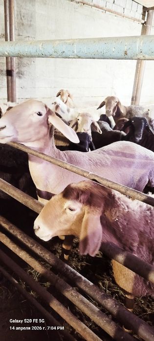 Arashan sovluq ona bala sotilad