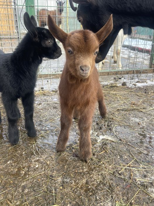 Țăpișor murciano granadina si unul saanen