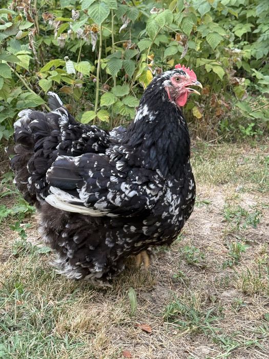 Продам брама чис