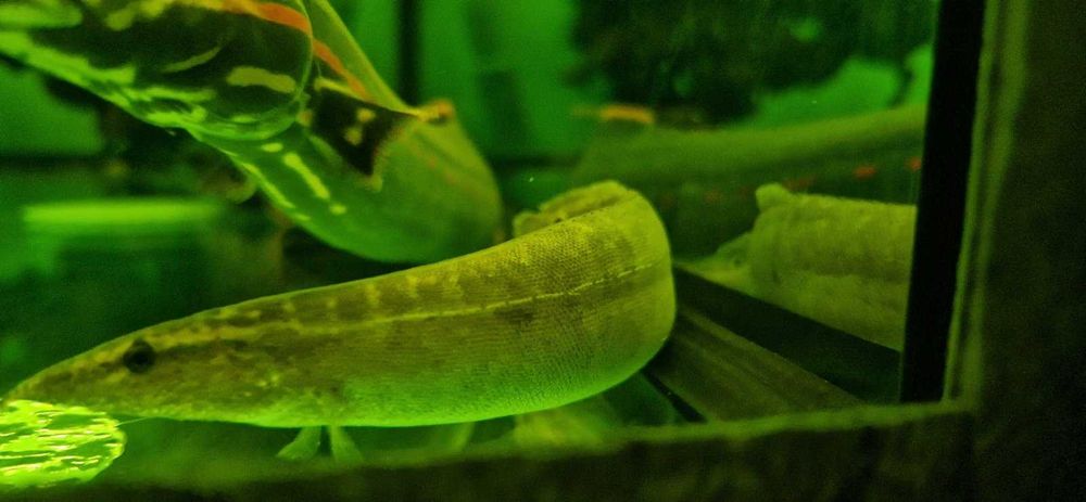 рибки и аквариум