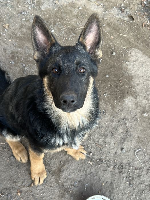 Продам овчарку суку 7 месяцев