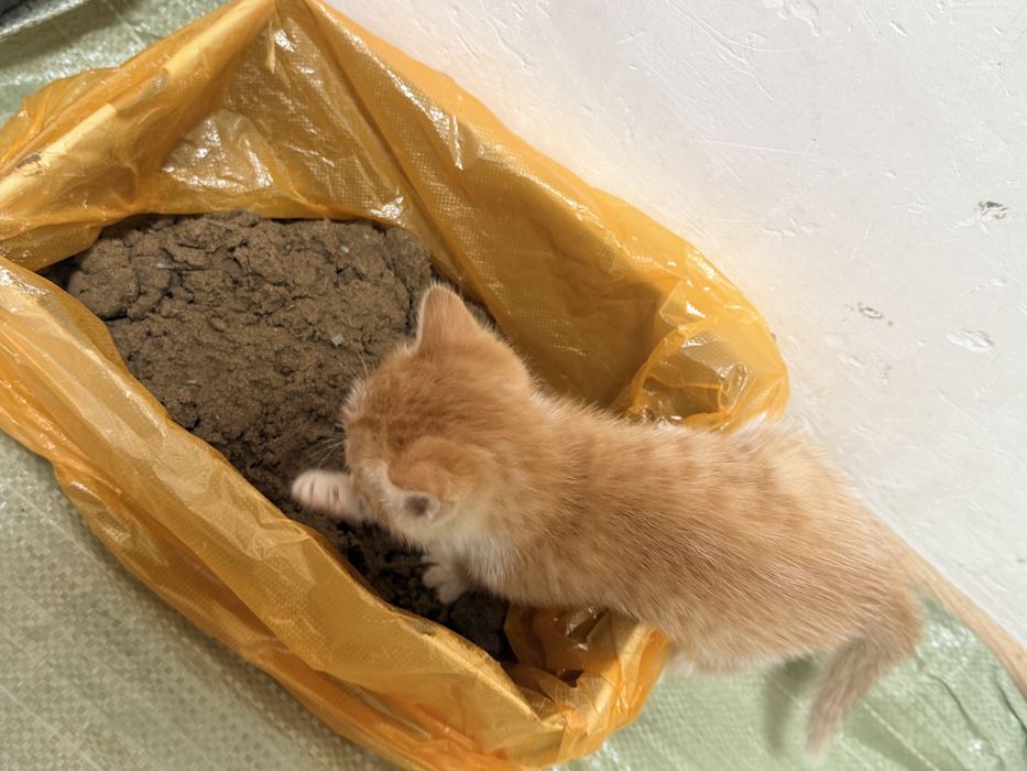 Отдам котят в добрые руки