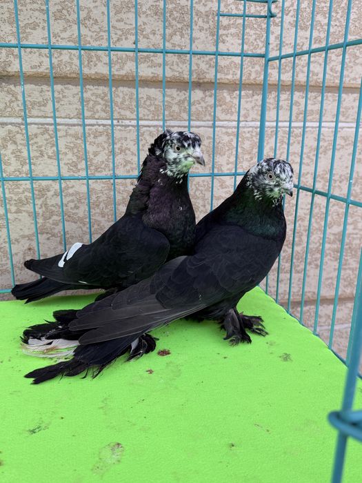 Голуби пара гулсар