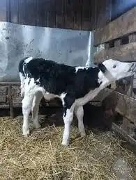 Schimb vacă românească