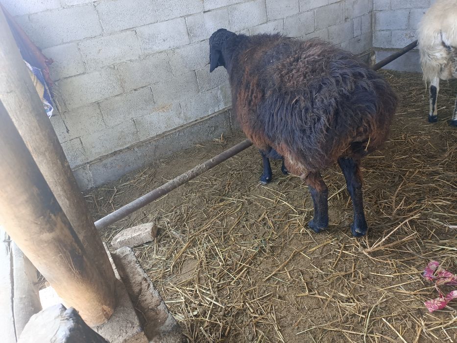 Yirik buğõz qõy sotiladi