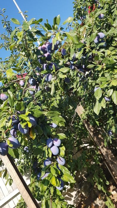 Vand prune din grădina proprie
