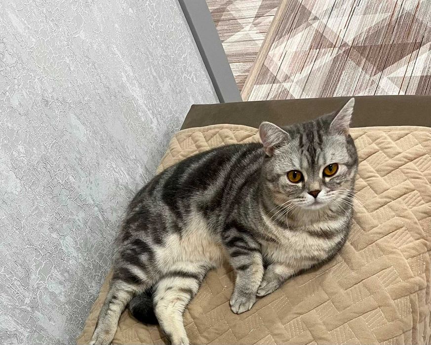 Ищем дом и добрых хозяев