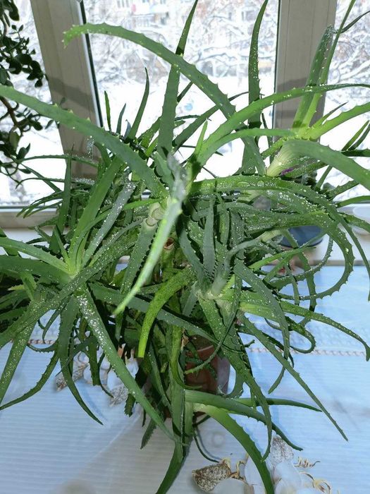 Большое АЛОЭ лечебное и красивое