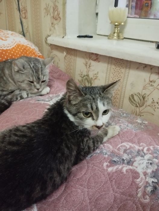 Бесплатно котенок