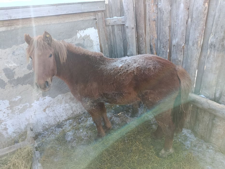 Продам Тай стоит на откорме