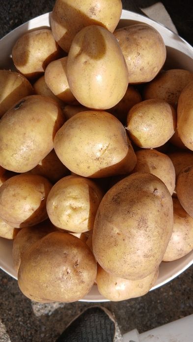 Картофель домашний