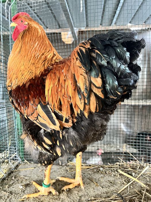Cocosi Wyandotte GSG argintiu rosu negru albastru auriu