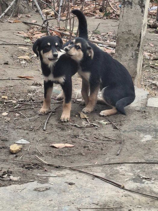 Бесплатно шенки 1,5 месяца