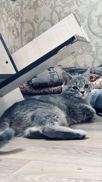 Породный мысық өте ақылды