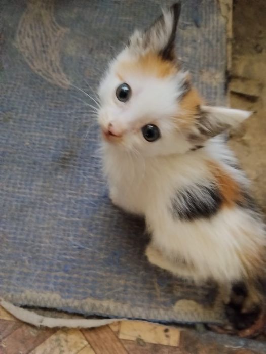 отдам котят в добрые руки