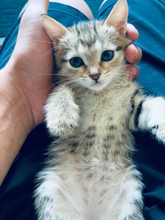 Рыжие котята !!!