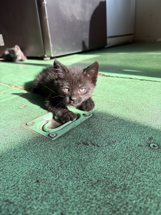 Отдам котят бесплатно