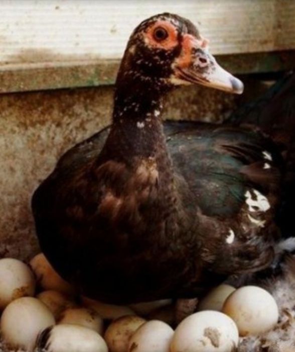 Продам гусак Другое