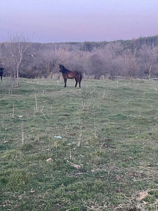 Продавам мъжко конче на 7 месеца