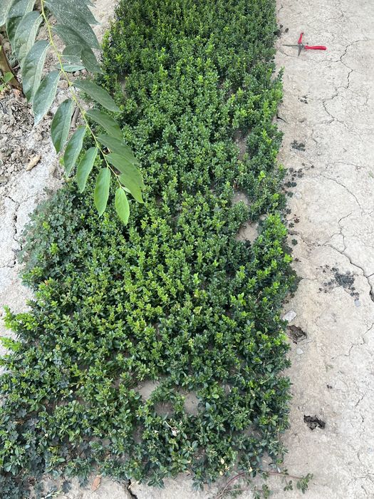 shamshod kochat 1,5 yillik