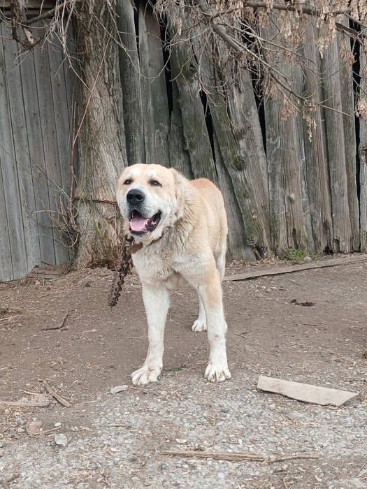 Вязка сабака Шымкент