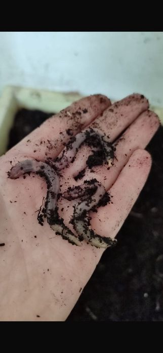 Черви  дендробена Шымкент