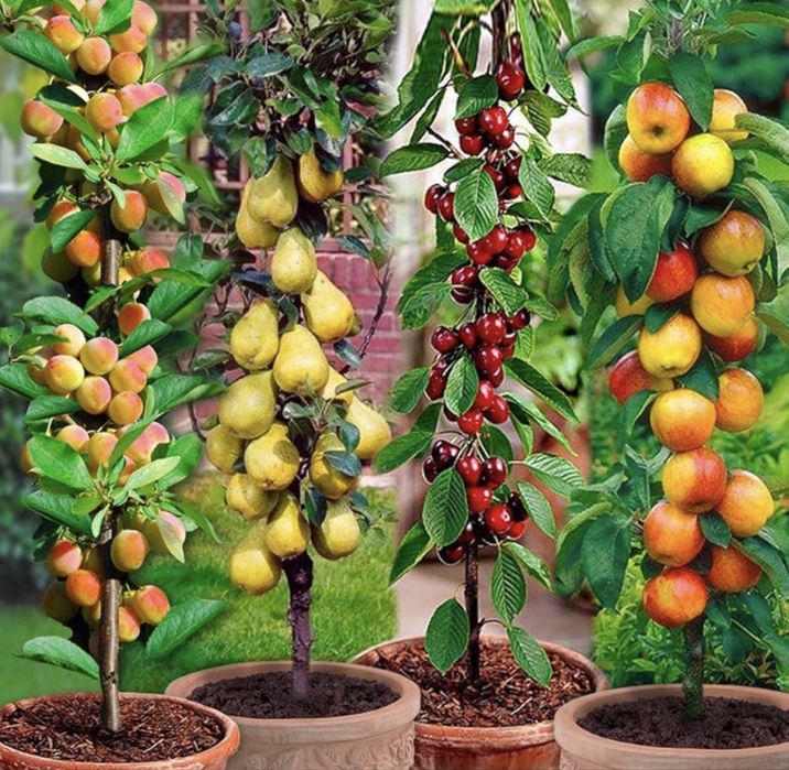 Pomi columnarie varietate larga