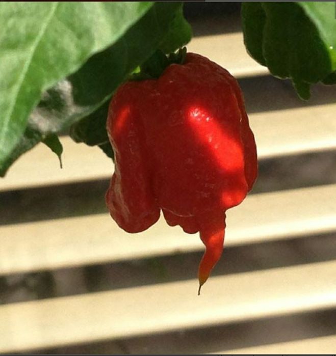 Chocolate Carolina Reaper най-люта чушка в света Гинес Каролина Рипър