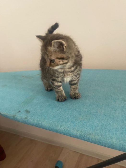 Шотландский вислоухий кот