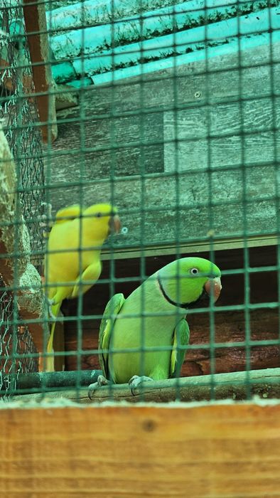 Vand pereche Micul Alexandru