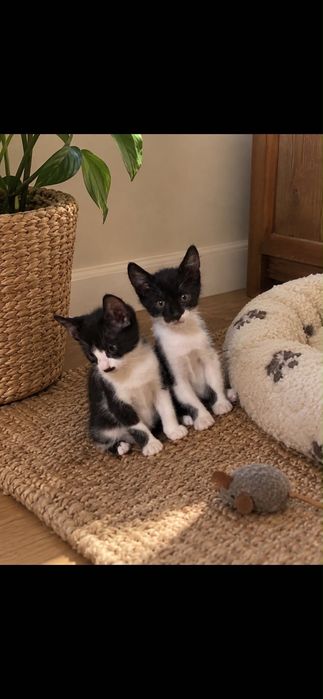 Подарявам котенца