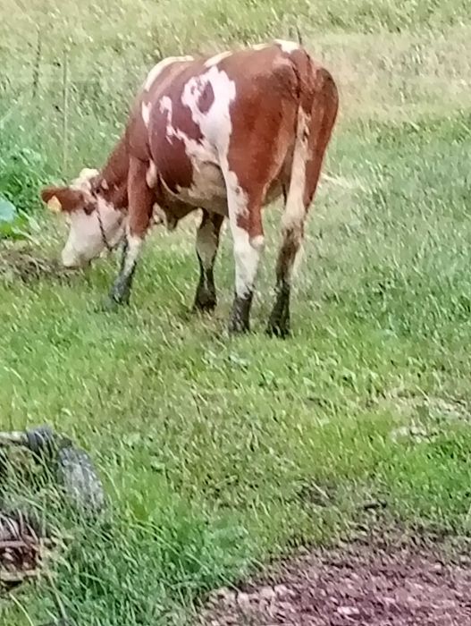 Juninca de 2 ani și jumate
