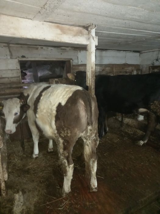 Продам тёлок возраст 1 год