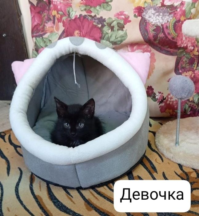 Пристраиваются в добрые руки