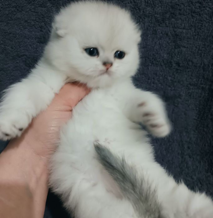 Продаётся чистокровный шотландский котёнок