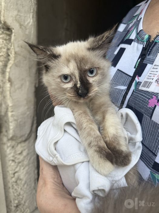 Котенок Сиамский