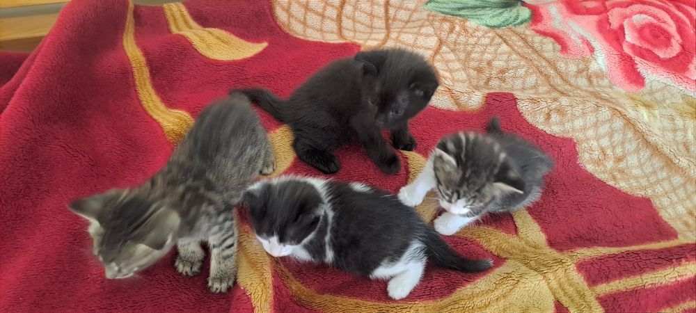 Котята 2 месяца 4шт