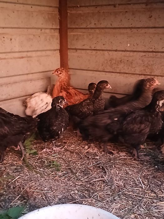Продам цыплят подрощенных