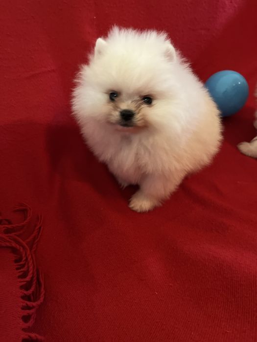 Pomeranian baietel
