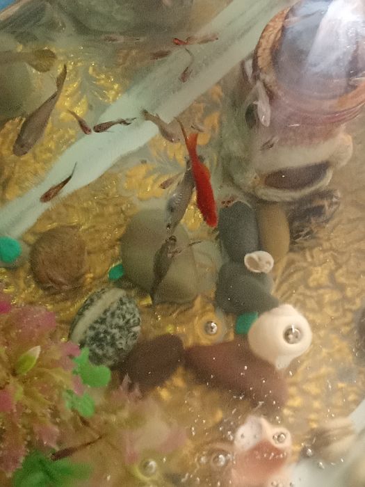 Продам рыбок гупи