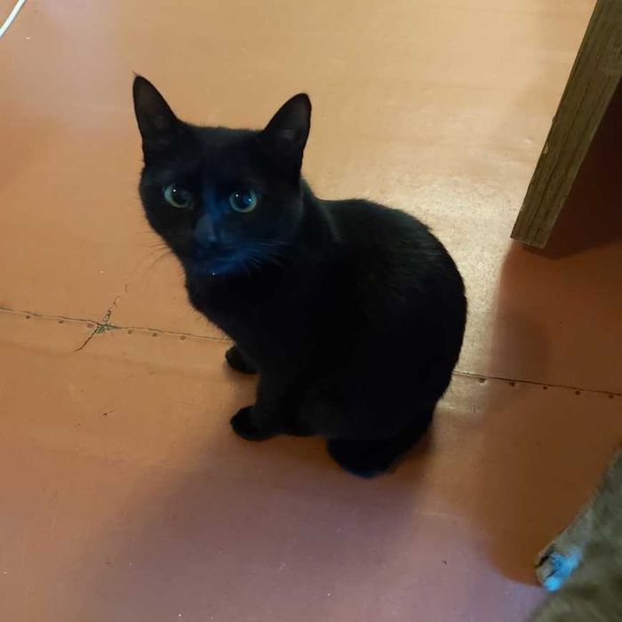 Пантеры 2 штуки 6 мес.