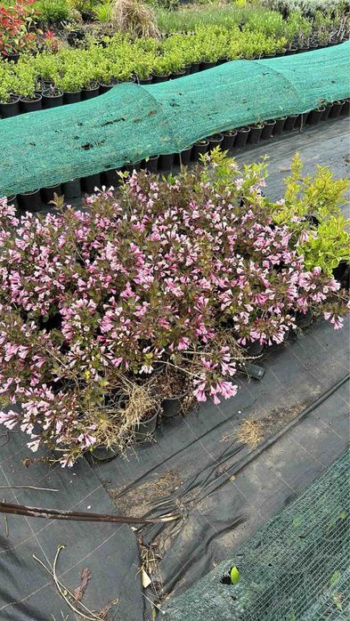 Лейланди,туя,кипариси и мн.др.РИВИЕРА-ШАКИ ЕООД